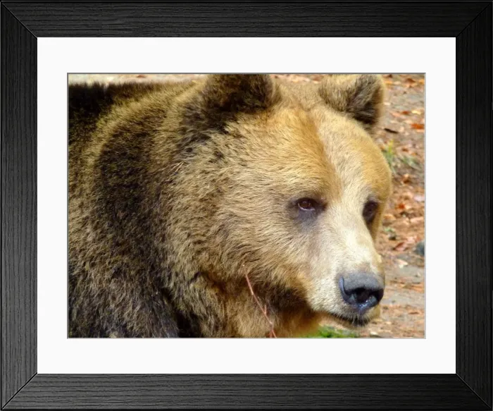 Framed Print : Portrait of Bear in Belitsa, Bulgaria Framed Print : Portrait of Bear in Belitsa, Bulgaria