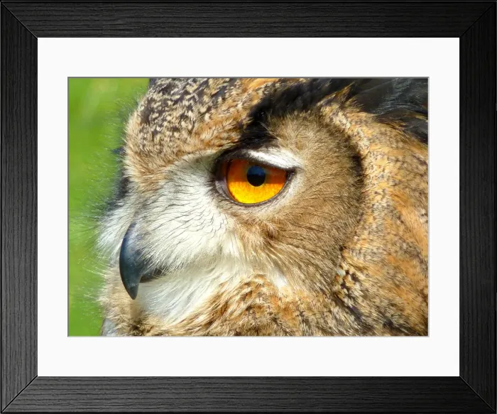 Framed Print : Eurasian Eagle owl Framed Print : Eurasian Eagle owl