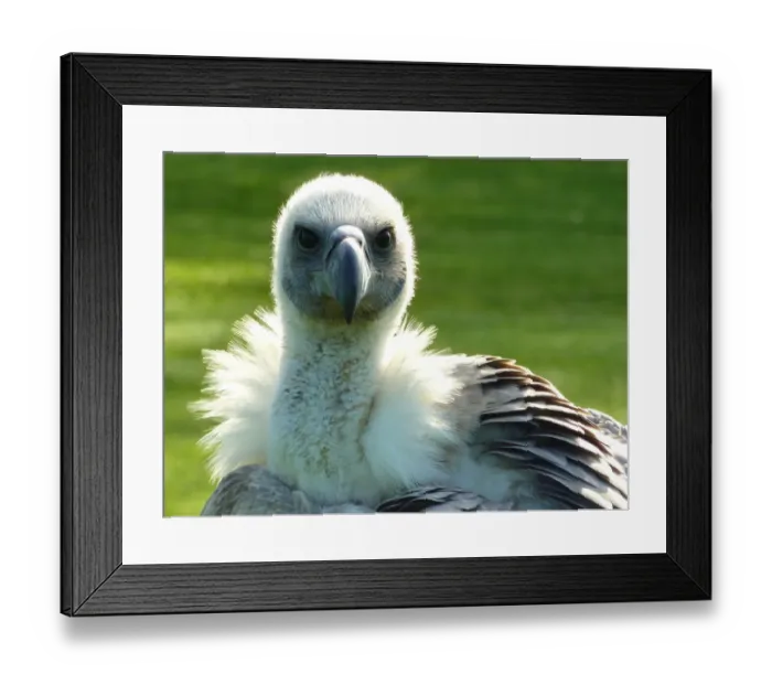 Framed Print : Vulture. R?ppells Vulture (Gyps rueppellii) medium-sized vulture that occurs Framed Print : Vulture. R?ppells Vulture (Gyps rueppellii) medium-sized vulture that occurs
