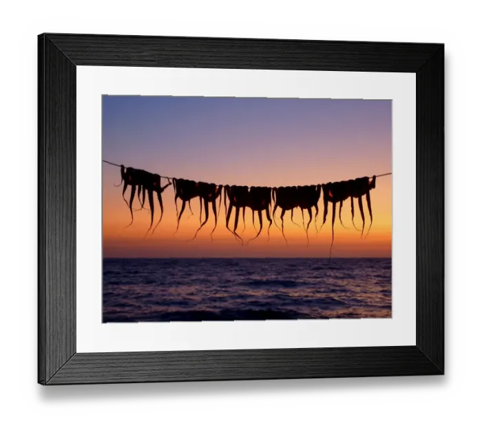 Framed Print : Drying Octopus Framed Print : Drying Octopus