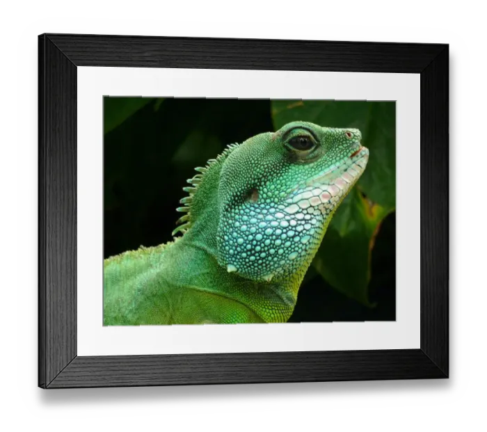 Framed Print : Iguana at Kew gardens Framed Print : Iguana at Kew gardens