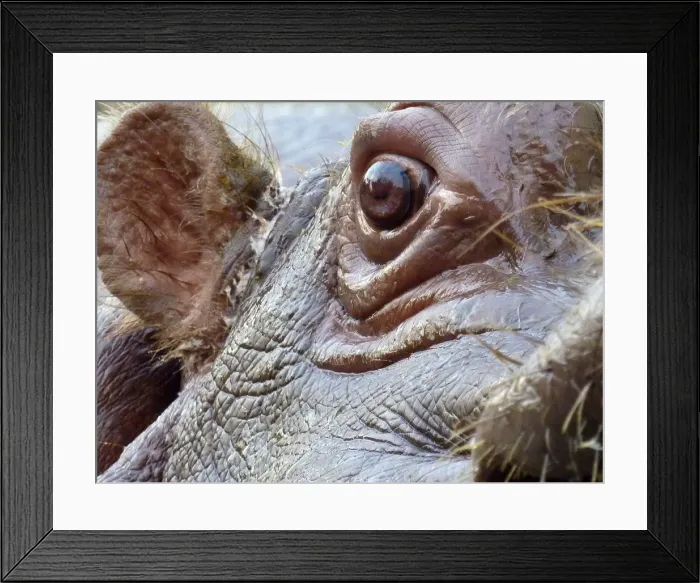 Framed Print : Eye of hippo Framed Print : Eye of hippo