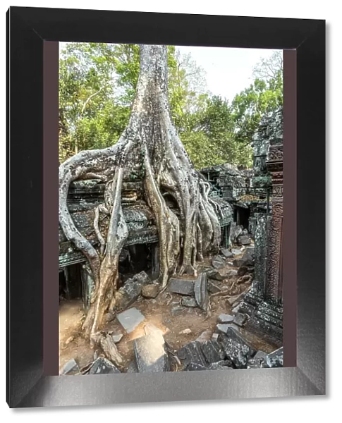 Old temple ruins with giant tree roots, Angkor Wat