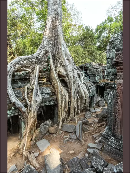 Old temple ruins with giant tree roots, Angkor Wat