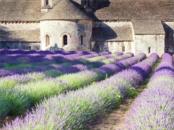 Senanque Sabbey Landscape with its lavender field, Provence