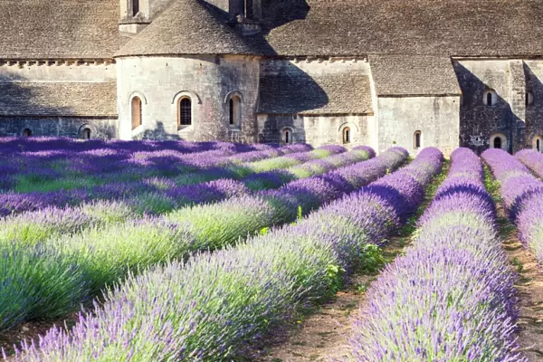 Senanque Sabbey Landscape with its lavender field, Provence