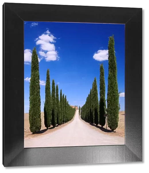 Cypress lined road