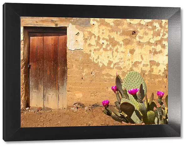 Adobe Wall and Wooden Door with Flowering cactus in Oaxaca