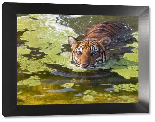 Indochinese or Corbetts Tiger In Water