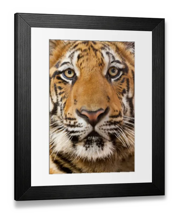 Framed Print : Portrait, Indochinese Corbetts Tiger Framed Print : Portrait, Indochinese Corbetts Tiger