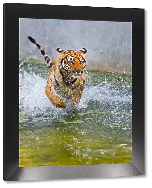 Indochinese or Corbetts Tiger Running In Water