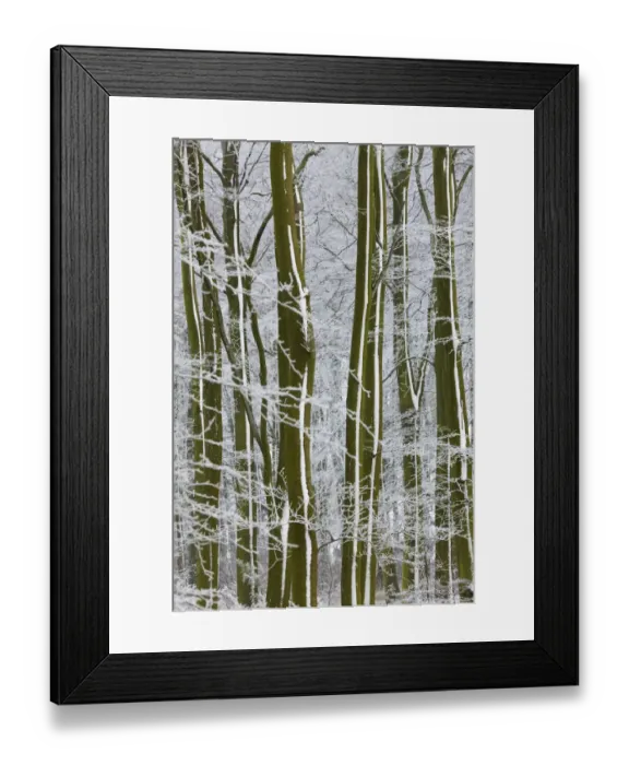Framed Print : Snow Covered Trees In English Woodland Framed Print : Snow Covered Trees In English Woodland