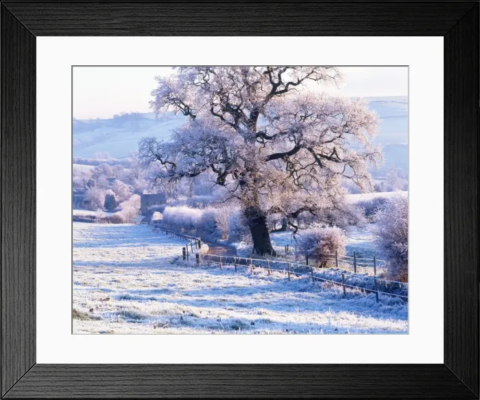 Framed Print : Frosted trees near Bath, England, UK Framed Print : Frosted trees near Bath, England, UK