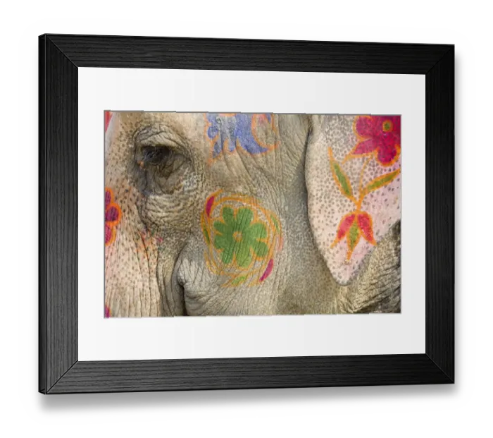 Framed Print : India, Allahabad, painted elephant, close-up Framed Print : India, Allahabad, painted elephant, close-up