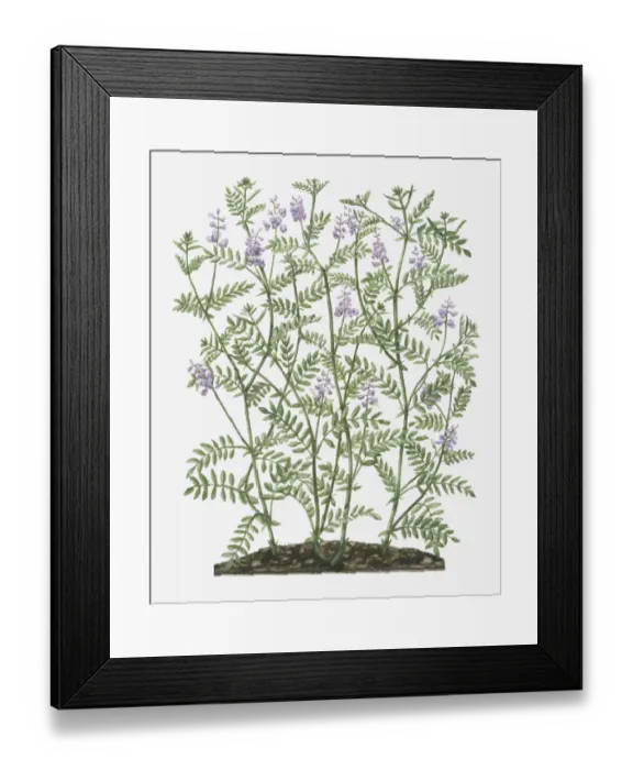 Framed Print : Illustration of Galega officinalis (Goats Rue) with lilac flowers on tall stems with small leaves Framed Print : Illustration of Galega officinalis (Goats Rue) with lilac flowers on tall stems with small leaves