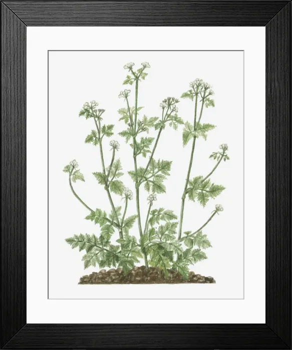 Framed Print : Illustration of Anthriscus cerefolium (Chervil) bearing umbels of small white flowers on tall stem with tripinnate leaves Framed Print : Illustration of Anthriscus cerefolium (Chervil) bearing umbels of small white flowers on tall stem with tripinnate leaves