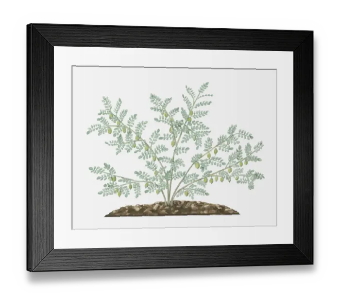 Framed Print : Illustration of Cicer arietinum (Chickpea) bearing green seedpods and small feathery leaves on long stems Framed Print : Illustration of Cicer arietinum (Chickpea) bearing green seedpods and small feathery leaves on long stems