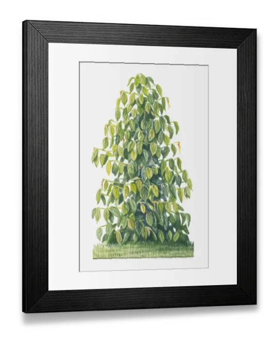 Framed Print : Illustration of Piper nigrum (Black Pepper) with peppercorns and green leaves Framed Print : Illustration of Piper nigrum (Black Pepper) with peppercorns and green leaves