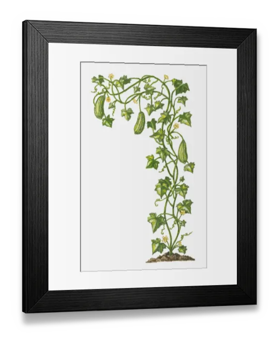 Framed Print : Illustration of Luffa cylindrica (Smooth Loofah) bearing greenfruit and yellow flowers Framed Print : Illustration of Luffa cylindrica (Smooth Loofah) bearing greenfruit and yellow flowers