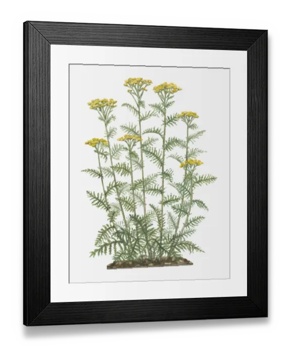 Framed Print : Illustration of Tanacetum vulgare (Common Tansy) bearing yellow button-like flowers on tall stems with pinnately lobed green leaves below Framed Print : Illustration of Tanacetum vulgare (Common Tansy) bearing yellow button-like flowers on tall stems with pinnately lobed green leaves below