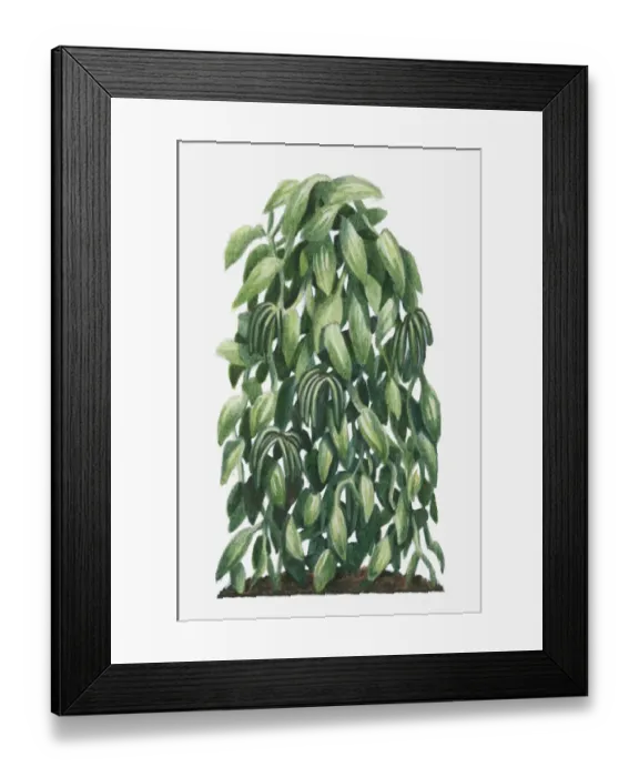 Framed Print : Illustration of Vanilla planifolia (Flat-leaved Vanilla) with large flat leaves
