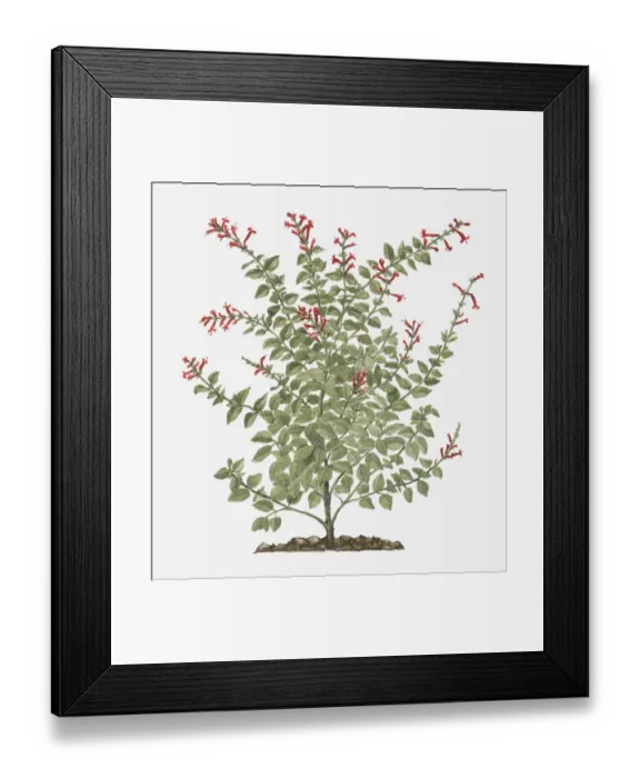 Framed Print : Illustration of Salvia elegans (Pineapple Sage) bearing tubular red flowers Framed Print : Illustration of Salvia elegans (Pineapple Sage) bearing tubular red flowers