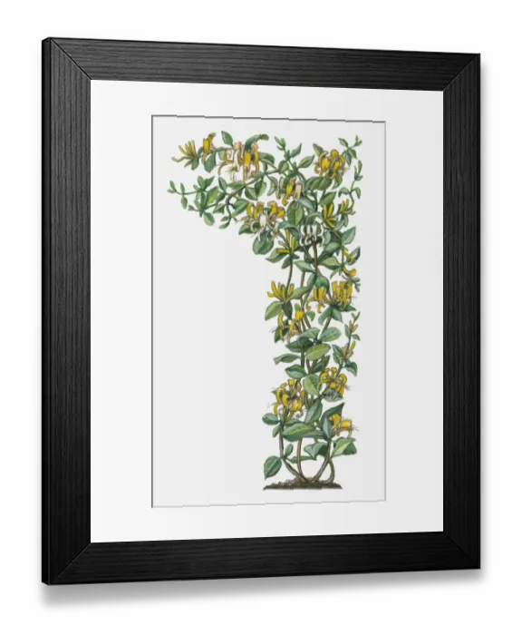 Framed Print : Illustration of Lonicera japonica (Japanese Honeysuckle) with yellow flowers on vine with green leaves Framed Print : Illustration of Lonicera japonica (Japanese Honeysuckle) with yellow flowers on vine with green leaves