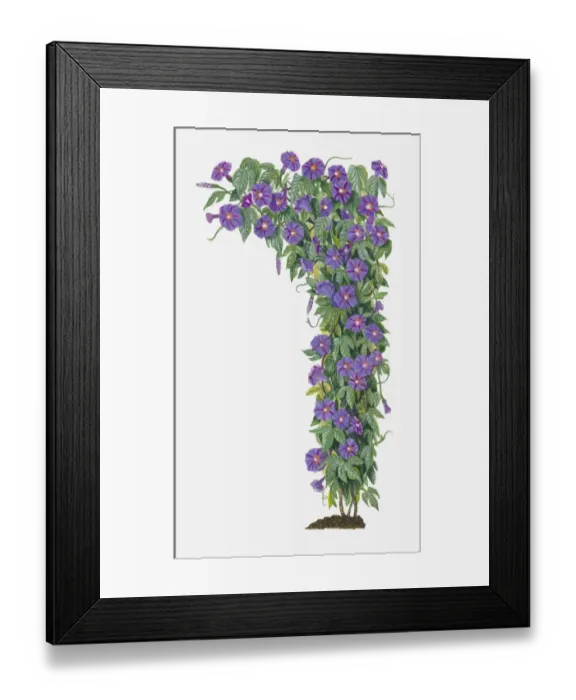 Framed Print : Illustration of Ipomoea hederacea (Ivy-leaved Morning Glory) bindweed bearing blue-violet flowers with green leaves on climbing stems