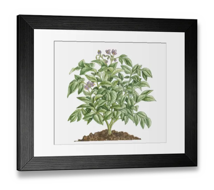 Framed Print : Illustration of Solanum tuberosum (Potato) bearing purple flowers with yellow stamen and green leaves Framed Print : Illustration of Solanum tuberosum (Potato) bearing purple flowers with yellow stamen and green leaves