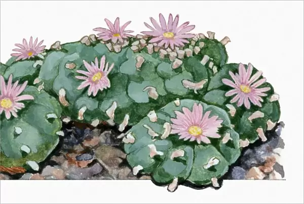 Lophophora williamsii (Peyote) cactus woth pink flowers illustration