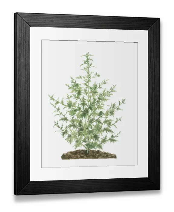 Framed Print : Illustration of Artemisia annua (Sweet Wormwood) bearing fern-like leaves on long stems