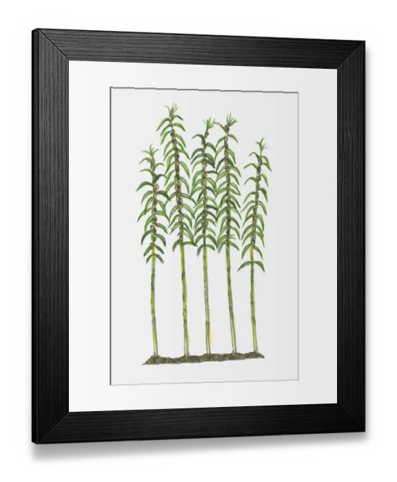 Framed Print : Illustration of Sesamum indicum (Sesame) bearing lanceolate leaves on tall stems