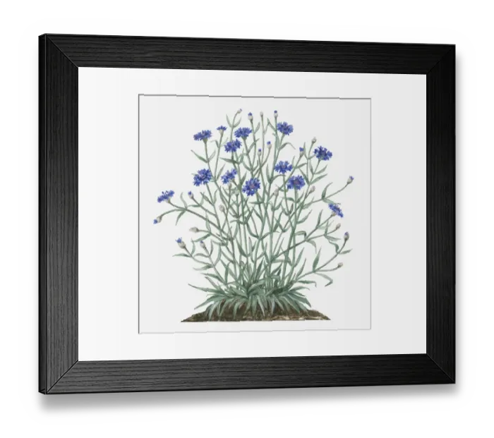 Framed Print : Illustration of Centaurea cyanus (Cornflower) bearing blue flowers and buds with green leaves on long branched stems Framed Print : Illustration of Centaurea cyanus (Cornflower) bearing blue flowers and buds with green leaves on long branched stems
