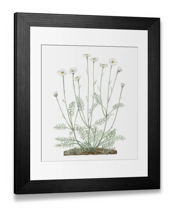 Framed Print : Illustration of Pyrethrum or Tanacetum cinerariifolium (Dalmatian chrysanthemum) bearing white daisy-like flowers on tall stems with small green leaves below Framed Print : Illustration of Pyrethrum or Tanacetum cinerariifolium (Dalmatian chrysanthemum) bearing white daisy-like flowers on tall stems with small green leaves below