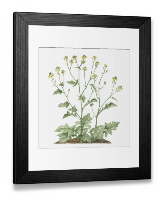 Framed Print : Illustration of Brassica nigra (Black Mustard) bearing racemes of small yellow flowers and green leaves on long stems Framed Print : Illustration of Brassica nigra (Black Mustard) bearing racemes of small yellow flowers and green leaves on long stems