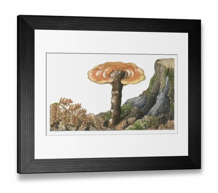 Framed Print : Illustration of Ganoderma lucidum (Reishi Mushroom) growing near tree stump