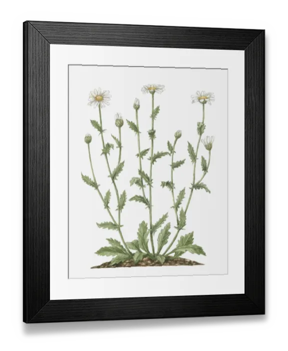 Framed Print : Illustration of Leucanthemum vulgare (Oxeye Daisy) bearing white flowers, yellow at centre, and emerging buds on tall stems Framed Print : Illustration of Leucanthemum vulgare (Oxeye Daisy) bearing white flowers, yellow at centre, and emerging buds on tall stems
