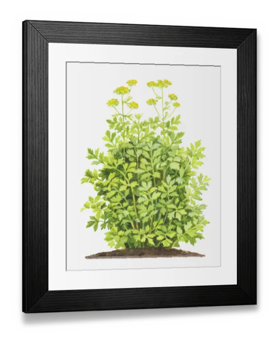 Framed Print : Illustration of Levisticum officinale (Lovage), foliage and yellow flowers