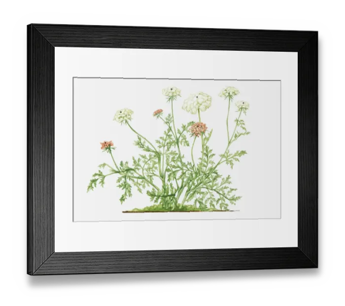 Framed Print : Illustration of Daucus carota (Wild carrot), wildflowers Framed Print : Illustration of Daucus carota (Wild carrot), wildflowers