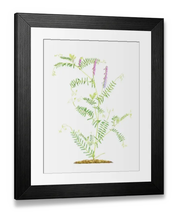 Framed Print : Illustration of Vicia cracca (Tufted vetch), slender, branching stems with pink flowers Framed Print : Illustration of Vicia cracca (Tufted vetch), slender, branching stems with pink flowers