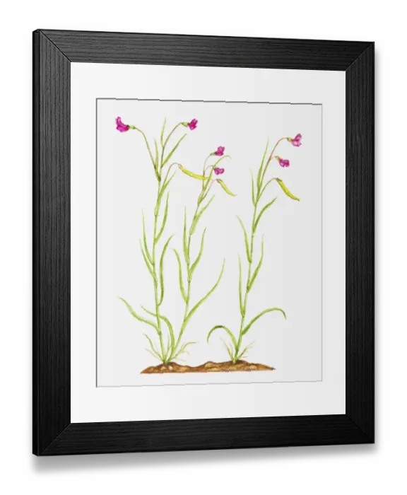 Framed Print : Illustration of Lathyrus nissolia (Grass vetchling), pink flowers on slender stems Framed Print : Illustration of Lathyrus nissolia (Grass vetchling), pink flowers on slender stems