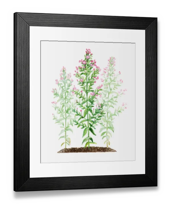 Framed Print : Illustration of Epilobium hirsutum (Great willowherb), stems of pink flowers Framed Print : Illustration of Epilobium hirsutum (Great willowherb), stems of pink flowers