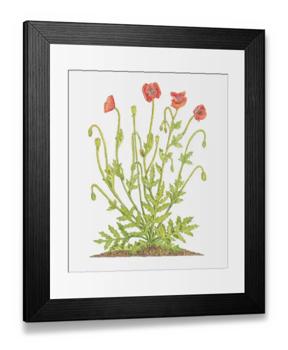 Framed Print : Illustration of Papaver rhoeas (Common poppy)