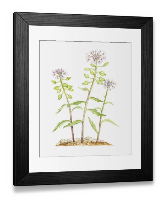Framed Print : Illustration of Iberis amara (Rocket candytuft, Bitter candytuft), wildflowers Framed Print : Illustration of Iberis amara (Rocket candytuft, Bitter candytuft), wildflowers