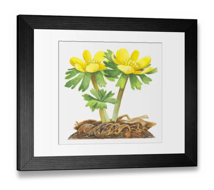 Framed Print : Illustration of Eranthis hyemalis (Winter aconite), bright yellow flowers Framed Print : Illustration of Eranthis hyemalis (Winter aconite), bright yellow flowers