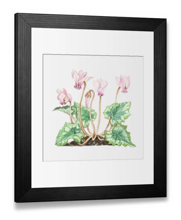 Framed Print : Illustration of Cyclamen hederifolium (Ivy-leaved sowbread), leaves and pink flowers Framed Print : Illustration of Cyclamen hederifolium (Ivy-leaved sowbread), leaves and pink flowers