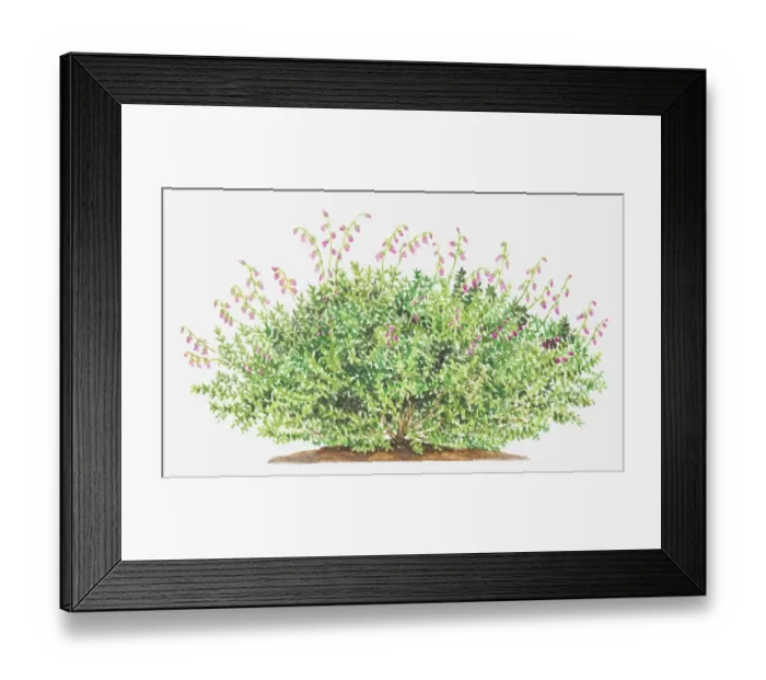Framed Print : Illustration of Daboecia cantabrica (St Daboecs heath), leaves and small pink flowers Framed Print : Illustration of Daboecia cantabrica (St Daboecs heath), leaves and small pink flowers