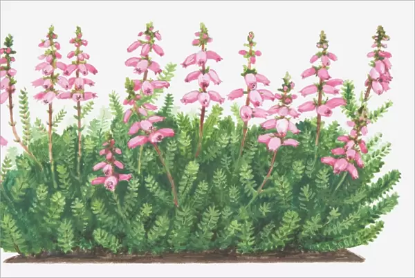 Illustration of Erica ciliaris (Dorset heath), pink flowers