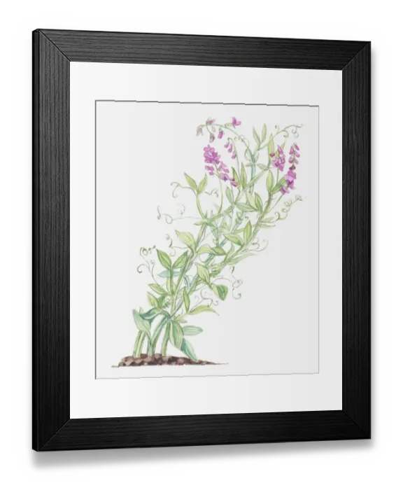 Framed Print : Illustration of Lathyrus latifolius (Broad-leaved everlasting-pea), leaves and pink flowers on long, bending stems Framed Print : Illustration of Lathyrus latifolius (Broad-leaved everlasting-pea), leaves and pink flowers on long, bending stems