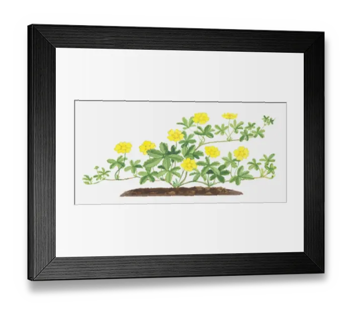 Framed Print : Illustration of Potentilla reptans (Creeping cinquefoil), leaves and yellow flowers on branching stems Framed Print : Illustration of Potentilla reptans (Creeping cinquefoil), leaves and yellow flowers on branching stems
